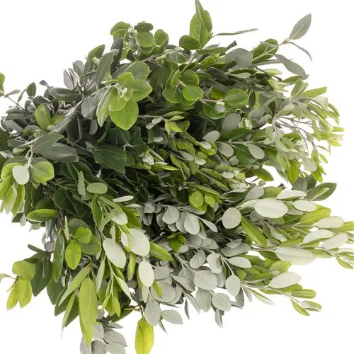 Pittosporum grün/grau Ralphi 250 Gramm 40cm