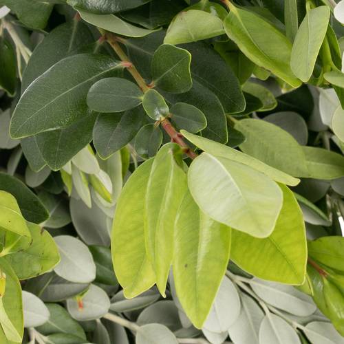 Pittosporum grün/grau Ralphi 250 Gramm 40cm