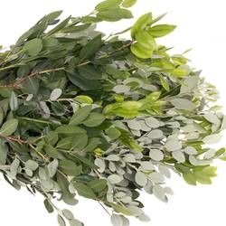 Pittosporum grün/grau Ralphi 250 Gramm 40cm