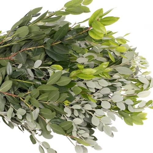 Pittosporum grün/grau Ralphi 250 Gramm 40cm