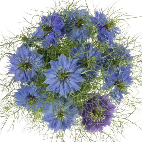 Nigella blau Artist Blue 60cm
