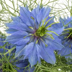 Nigella blau Artist Blue 60cm