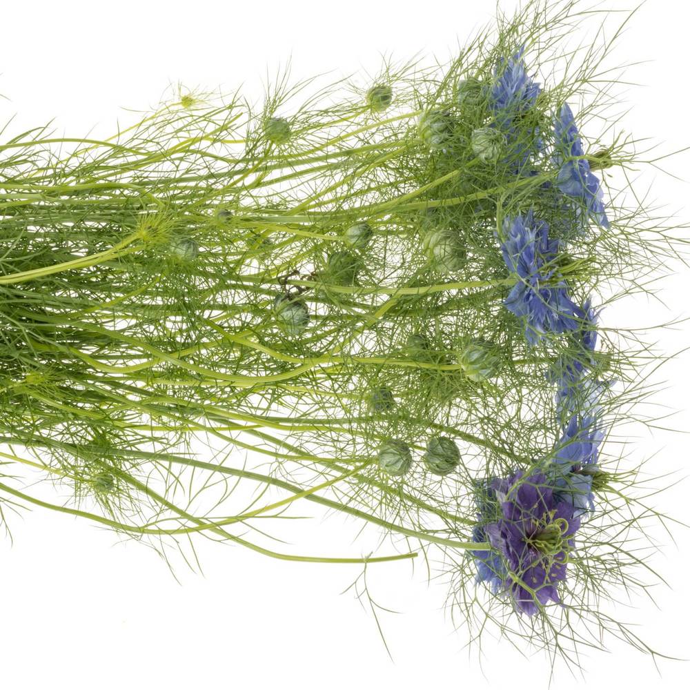 Nigella blau Artist Blue 60cm