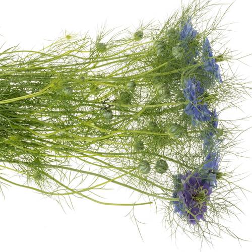 Nigella blau Artist Blue 60cm