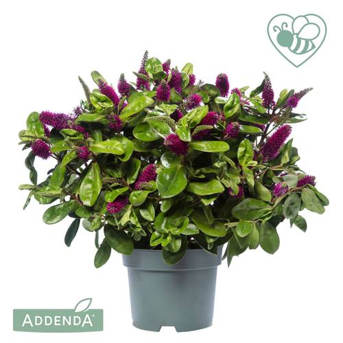 Hebe lila Alina Addenda T17 H035