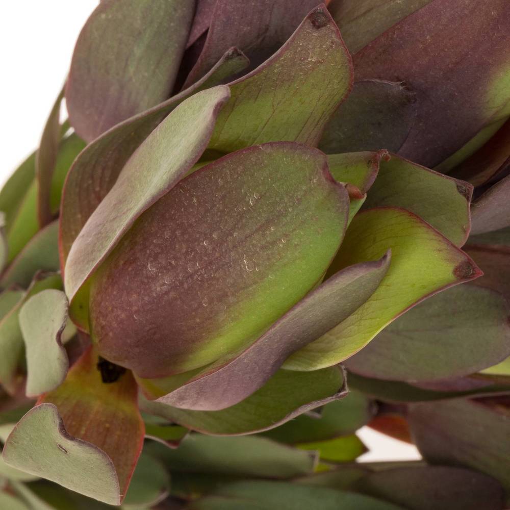 Leucadendron rot Senorita 40cm