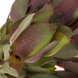 Leucadendron rot Senorita 40cm