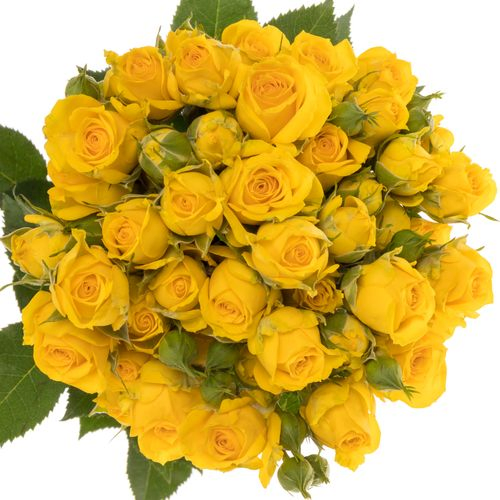 Rose verzweigt gelb Mariah 7+Blüte 70cm