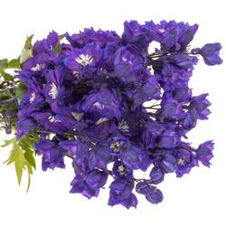 Delphinium blau Power 80cm