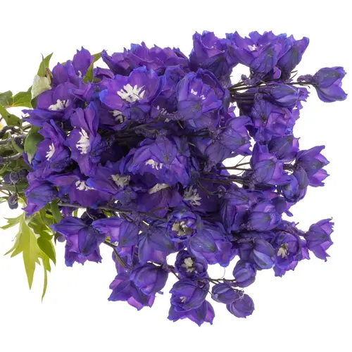 Delphinium blau Power 80cm