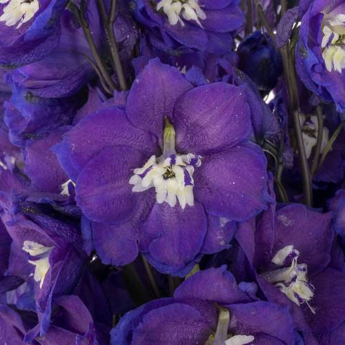 Delphinium blau Power 80cm