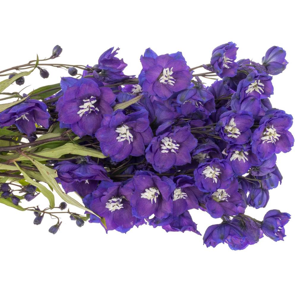 Delphinium blau Power 80cm