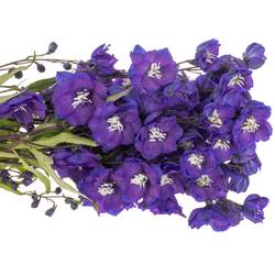 Delphinium blau Power 80cm
