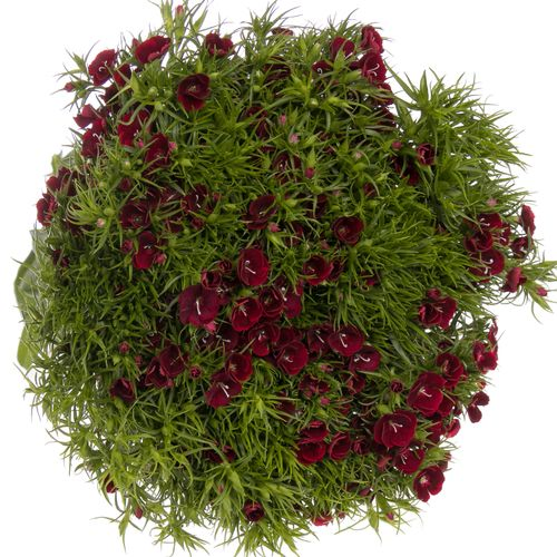 Bartnelke rot dunkel Queen 55cm 