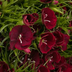 Bartnelke rot dunkel Queen 55cm 