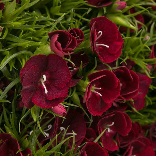 Bartnelke rot dunkel Queen 55cm 