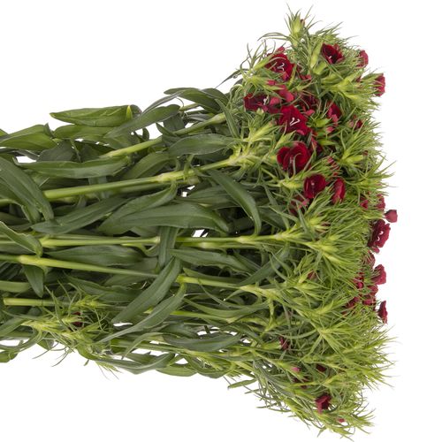 Bartnelke rot dunkel Queen 55cm 