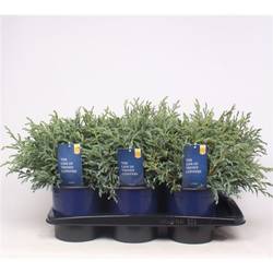 Cham.Pis Baby T17 H35 blau