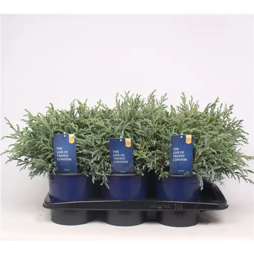 Cham.Pis Baby T17 H35 blau