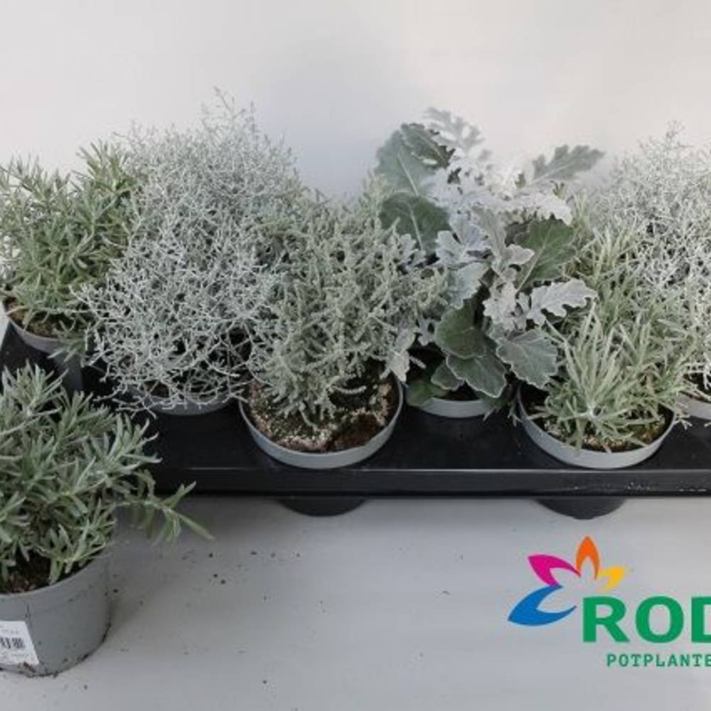 Silber mix T10,5 H022