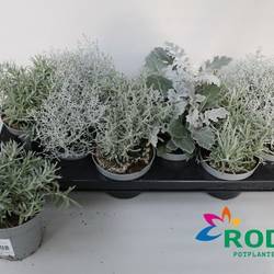 Silber mix T10,5 H022