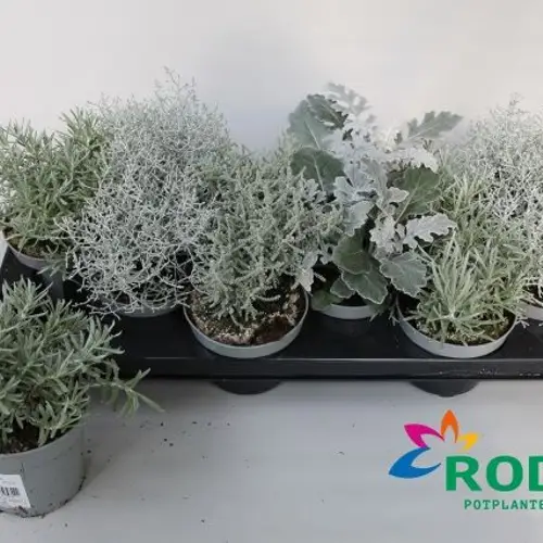 Silber mix T10,5 H022