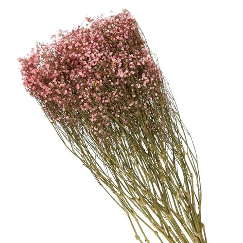 Trocken Gyps hellrosa L70cm