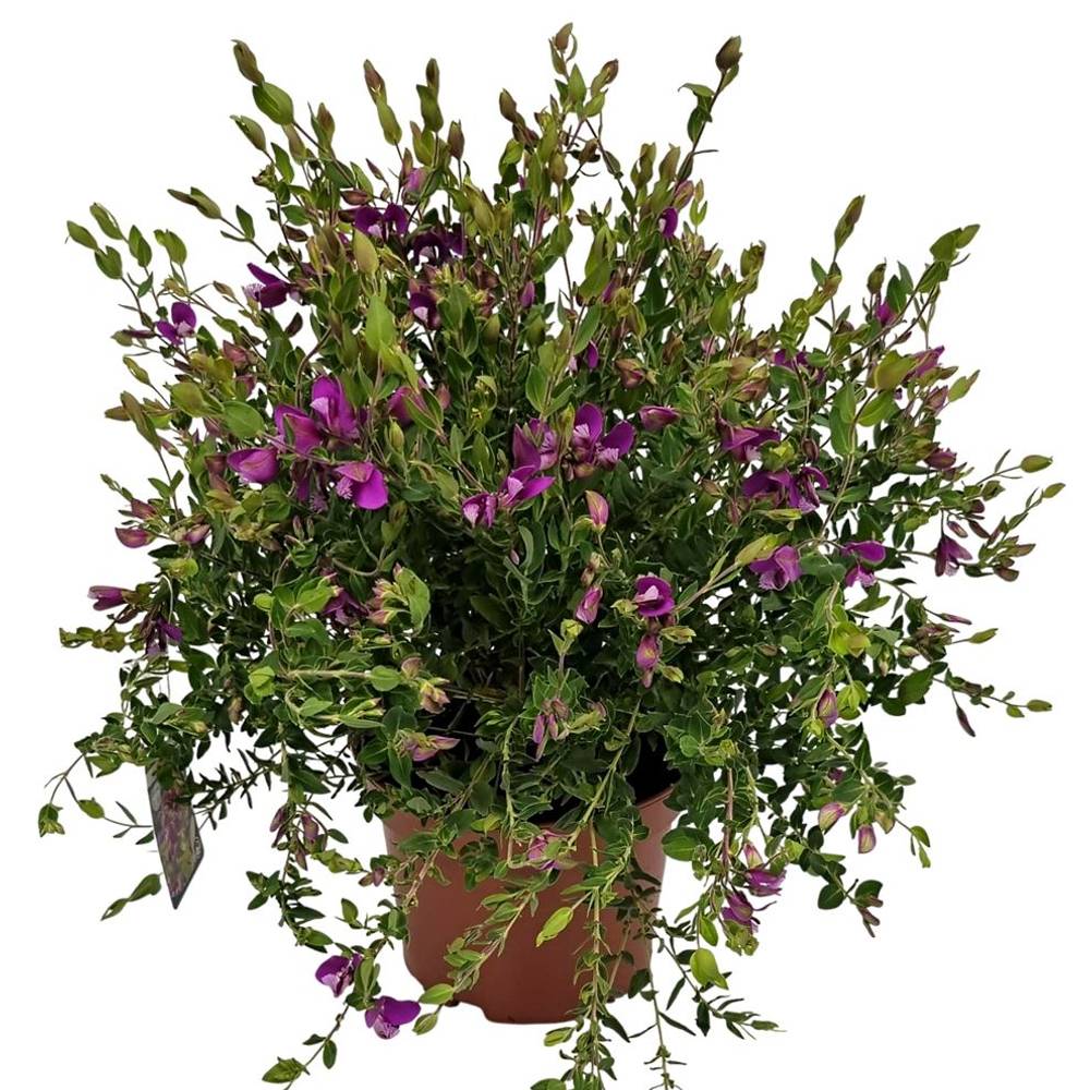 polygala Dalmaisiana lila Bush T19 H055