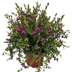 polygala Dalmaisiana lila Bush T19 H055