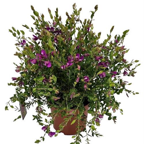 polygala Dalmaisiana lila Bush T19 H055