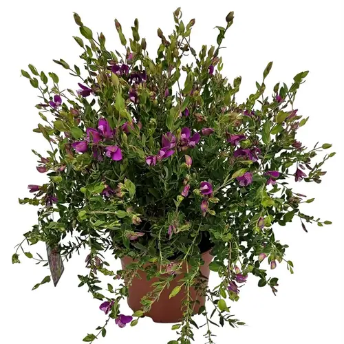 polygala Dalmaisiana lila Bush T19 H055