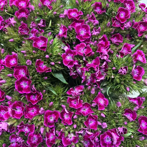 Bartnelke fuchsia Purper 55cm