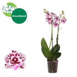 Phal.2-R weiss/rot Speechless T12 H055