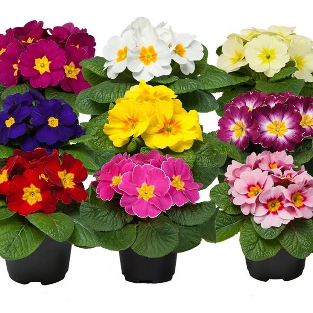 Primula Acaulis mix T10,5 H015