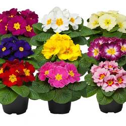 Primula Acaulis mix T10,5 H015