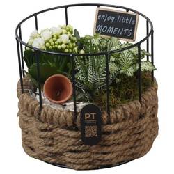 Kal.Arr PTIB5274 T17 H016