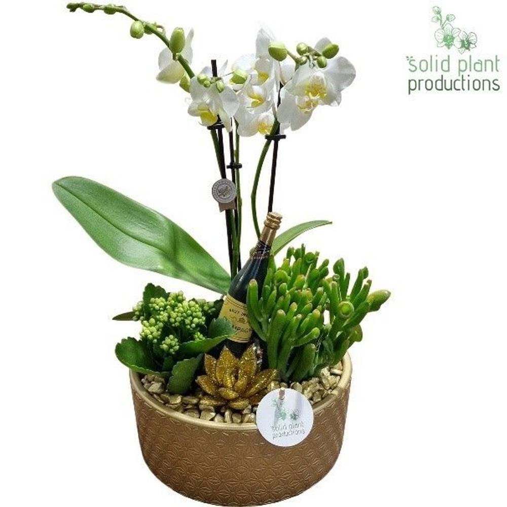 Phal.Arr PE004 Gold Silvester T22 H045