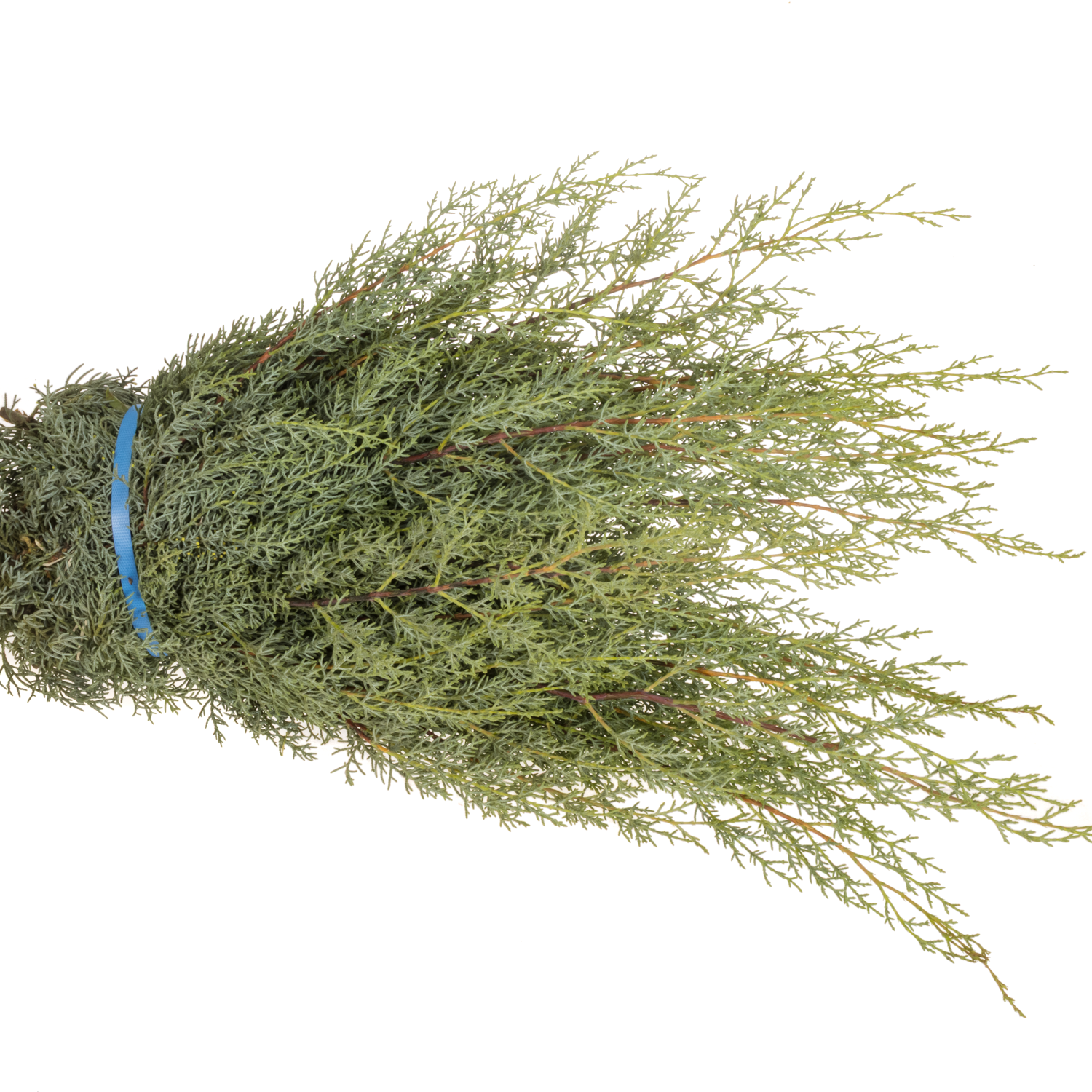 Cupressus grau/grün Ariz.Glauca 40cm 400 gramm bund