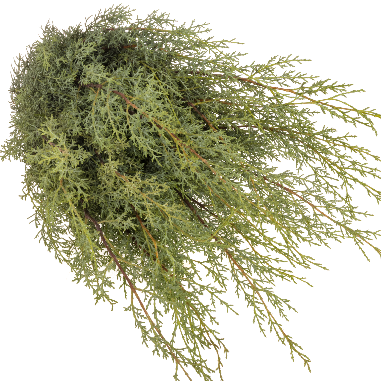 Cupressus grau/grün Ariz.Glauca 40cm 400 gramm bund