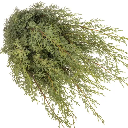 Cupressus grau/grün Ariz.Glauca 40cm 400 gramm bund