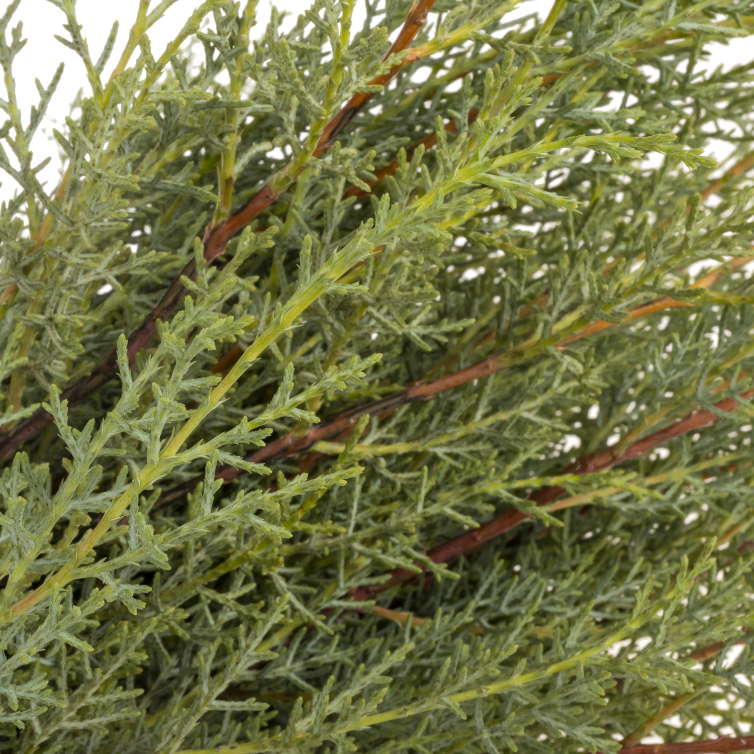 Cupressus grau/grün Ariz.Glauca 40cm 400 gramm bund