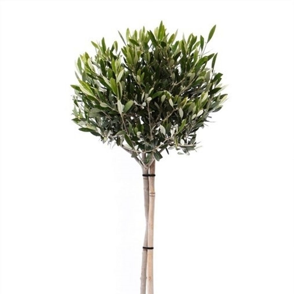 Olea auf Stam T22 H100