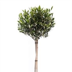 Olea auf Stam T22 H100