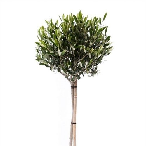 Olea auf Stam T22 H100