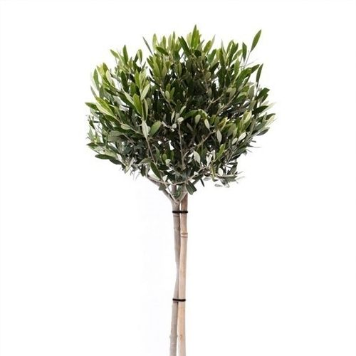 Olea auf Stam T22 H100