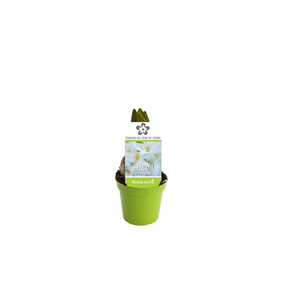 Hyacint weiss T07 H12