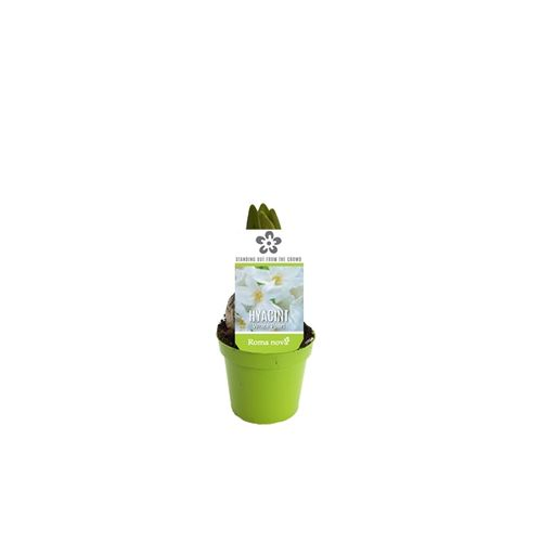 Hyacint weiss T07 H12