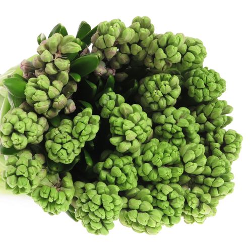 Hyazinthe Schnitt milka Splendid Cornelia30 