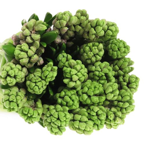 Hyazinthe Schnitt milka Splendid Cornelia30 