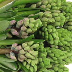 Hyazinthe Schnitt milka Splendid Cornelia30 